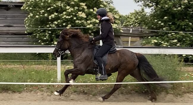 Verkaufe Superliebe Islandstute, Annika Pacholik, Horses For Sale, Annaberg im Lammertal, Image 6