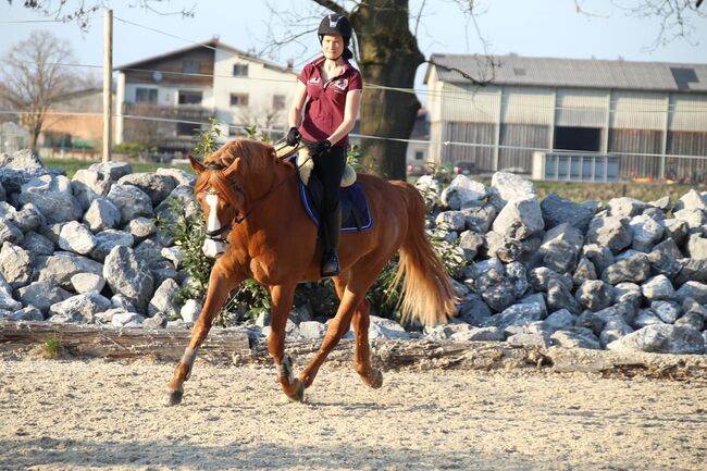 Verkaufe bildhübsches Freizeitpferd, Sabrina, Horses For Sale, Meiningen, Image 3