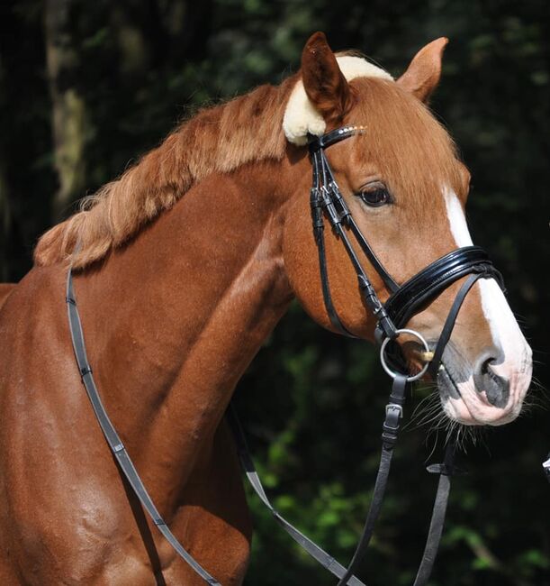 Verkaufe bildhübsches Freizeitpferd, Sabrina, Horses For Sale, Meiningen