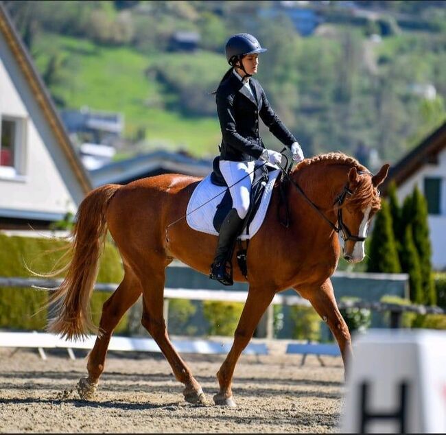 Verkaufe bildhübsches Freizeitpferd, Sabrina, Horses For Sale, Meiningen, Image 6