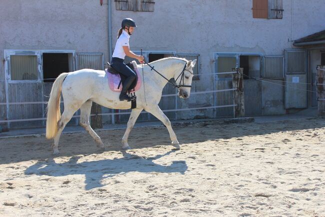 Verkaufe hübsche Lippizanermixstute, Kerstin , Horses For Sale, Meggenhofen, Image 3