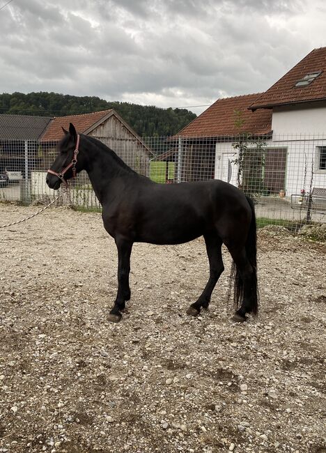 Verkaufe schöne Stute, Friedhelm Hanusch , Horses For Sale, Feldkirchen, Image 4