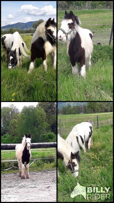 TINKERHENGSTFOHLEN, Claudia Deflorian , Horses For Sale, Lustenau , Image 6