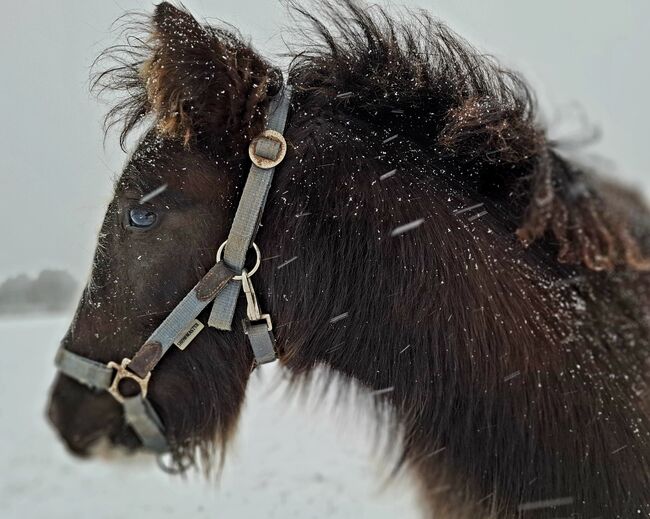 Tinker Hengstfohlen, Nadja Grummich , Horses For Sale, Trendelburg, Image 4