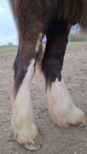 Tinker Hengstfohlen, Nadja Grummich , Horses For Sale, Trendelburg, Image 2