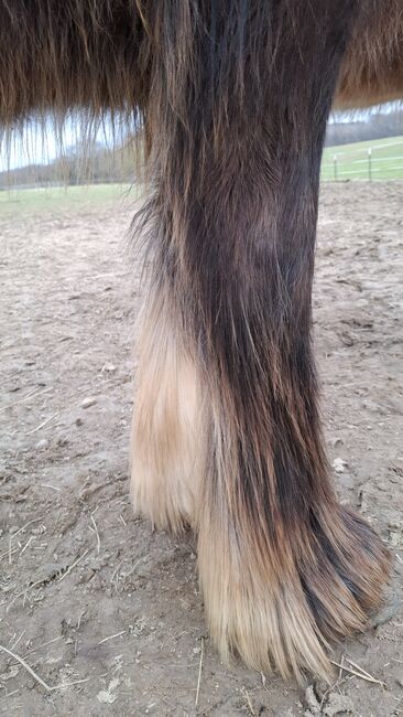 Tinker Hengstfohlen, Nadja Grummich , Horses For Sale, Trendelburg, Image 3