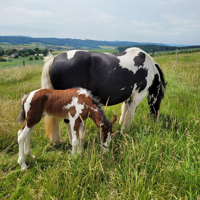 Tinkerstutfohlen, Daniela Seeböck, Horses For Sale, Plambacheck, Image 2