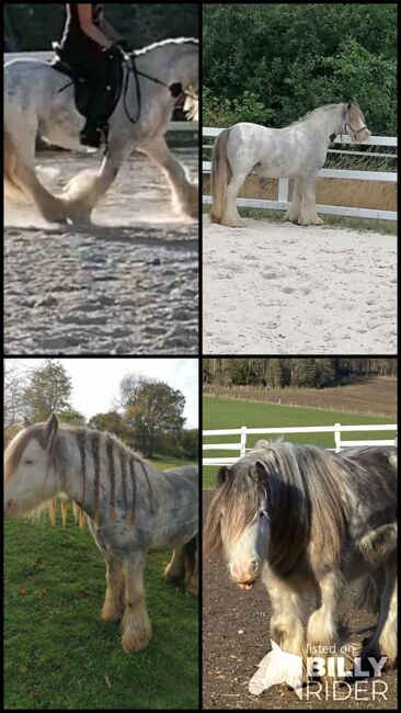 Tinker Wallach 9 Jahre, D. Turk, Horses For Sale, Herscheid, Image 5