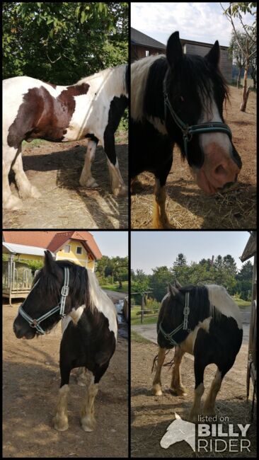 Tinker Wallach, Isabella, Horses For Sale, Paldau, Image 11