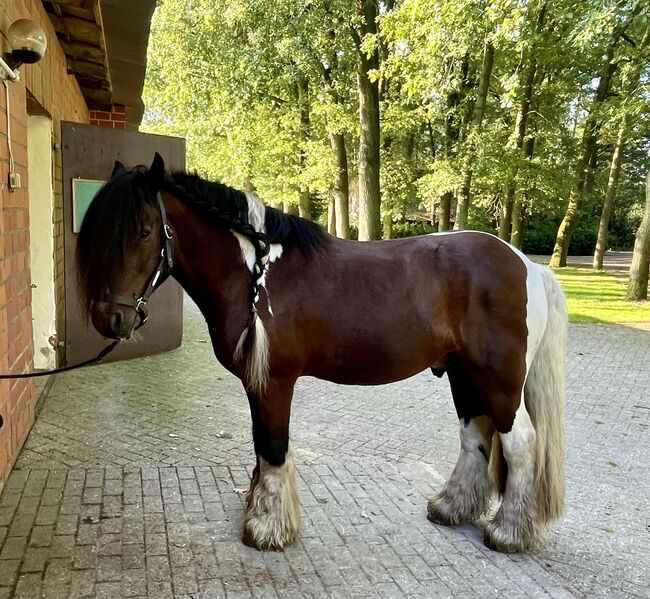 Tinker-Wallach, Dau-Schmidt, Horses For Sale, Neuenhaus , Image 3