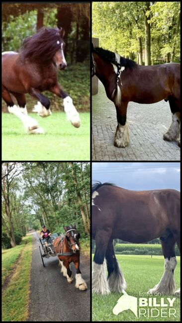 Tinker-Wallach, Dau-Schmidt, Horses For Sale, Neuenhaus , Image 5