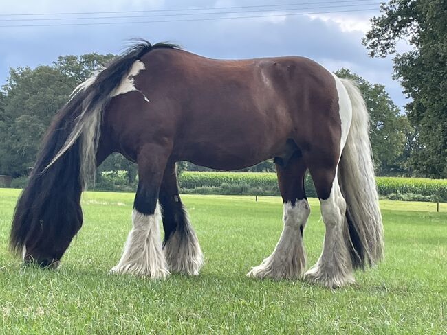 Tinker-Wallach, Dau-Schmidt, Horses For Sale, Neuenhaus , Image 2