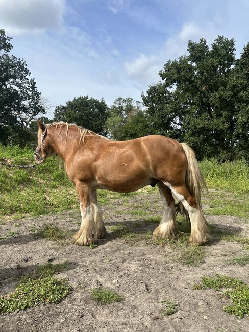 Tinker Wallach, Amelie, Horses For Sale, Potsdam, Image 3