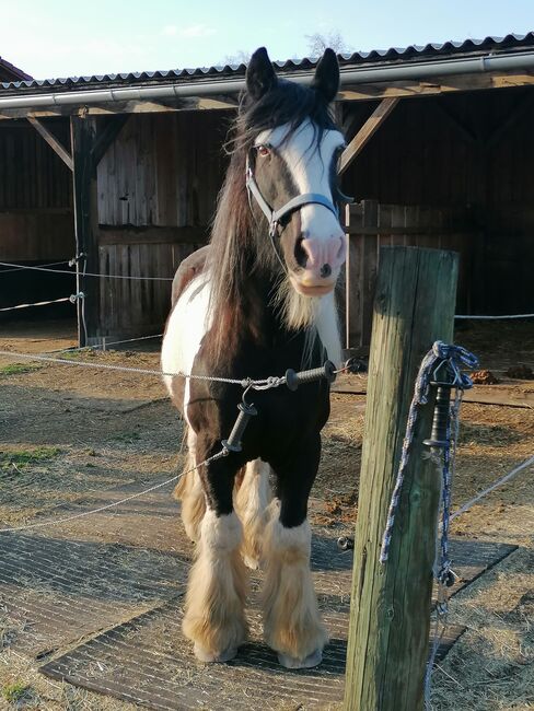 Tinkerwallach, Claudia, Horses For Sale, Raubling