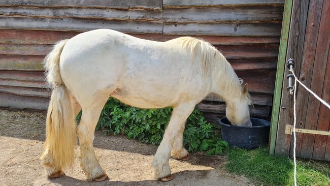 Tinkerwallach, Tanja Bielefeld , Horses For Sale, Schleswig-Holstein - Bordesholm