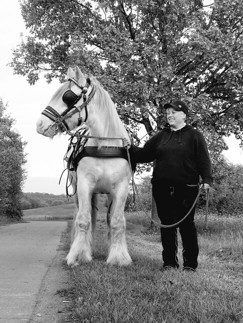 Tinkerwallach, Tanja Bielefeld , Horses For Sale, Schleswig-Holstein - Bordesholm, Image 5