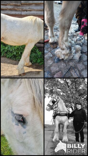 Tinkerwallach, Tanja Bielefeld , Horses For Sale, Schleswig-Holstein - Bordesholm, Image 4