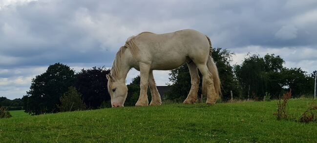 Tinkerwallach, Tanja Bielefeld , Horses For Sale, Schleswig-Holstein - Bordesholm, Image 10