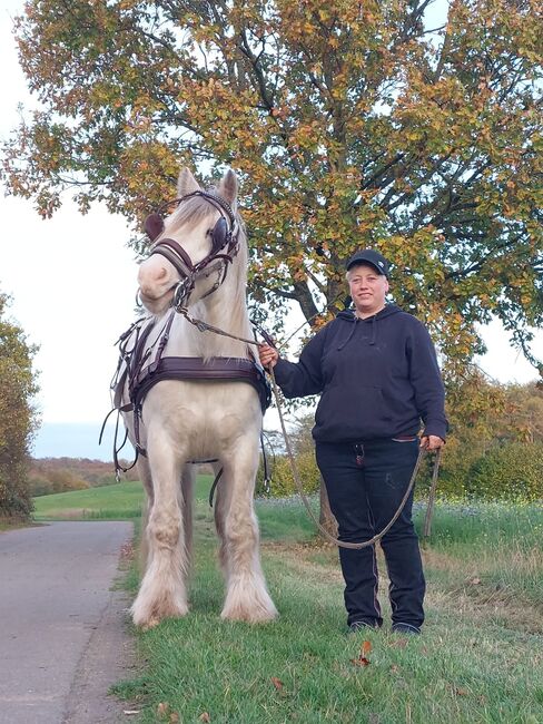 Tinkerwallach, Tanja Bielefeld , Horses For Sale, Schleswig-Holstein - Bordesholm, Image 11