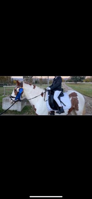 Tinker Wallach / Freitzeitpony /Therapiepony, Alina , Horses For Sale, Koblenz, Image 9