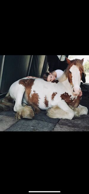 Tinker Wallach / Freitzeitpony /Therapiepony, Alina , Horses For Sale, Koblenz, Image 11