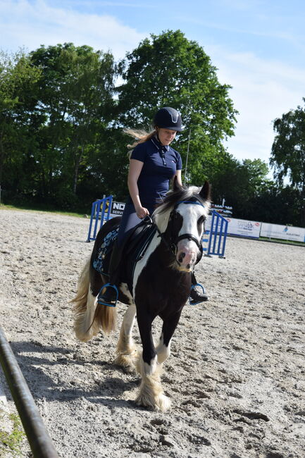 Tinker Wallach geritten und gefahren, Tanja Künstner , Horses For Sale, Sassenberg , Image 2