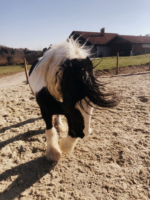 Tinker Wallach -   geritten und gefahren, ParadiseRanch, Horses For Sale, Hallabro, Image 3