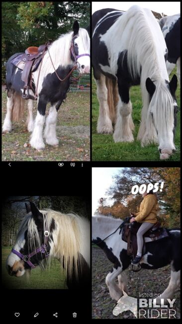 Tinker Gypsy Horse Cob, Karin , Konie na sprzedaż, Zetel, Image 5
