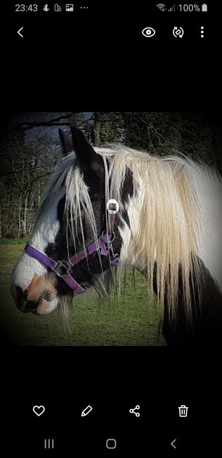 Tinker Gypsy Horse Cob, Karin , Pferd kaufen, Zetel, Abbildung 4