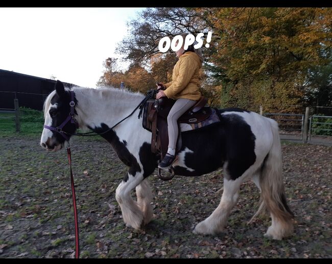 Tinker Gypsy Horse Cob, Karin , Pferd kaufen, Zetel, Abbildung 3
