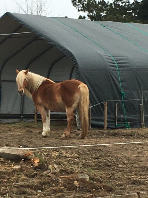 Tinker Haflinger Mix, Claudia , Horses For Sale, Kirchfidisch , Image 4