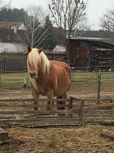 Tinker Haflinger Mix, Claudia , Horses For Sale, Kirchfidisch , Image 7