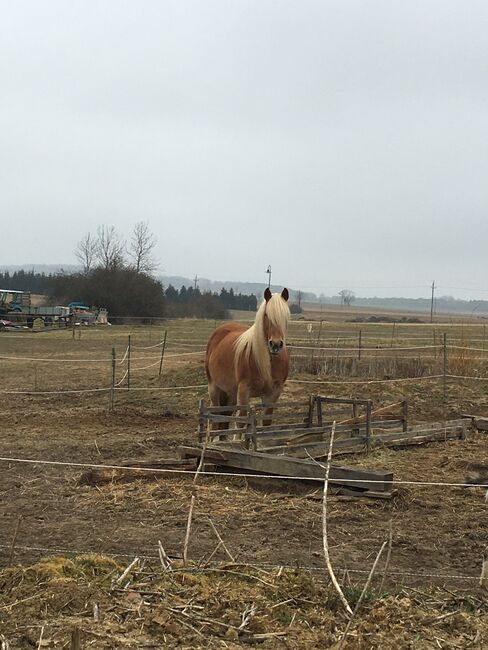 Tinker Haflinger Mix, Claudia , Pferd kaufen, Kirchfidisch , Abbildung 2