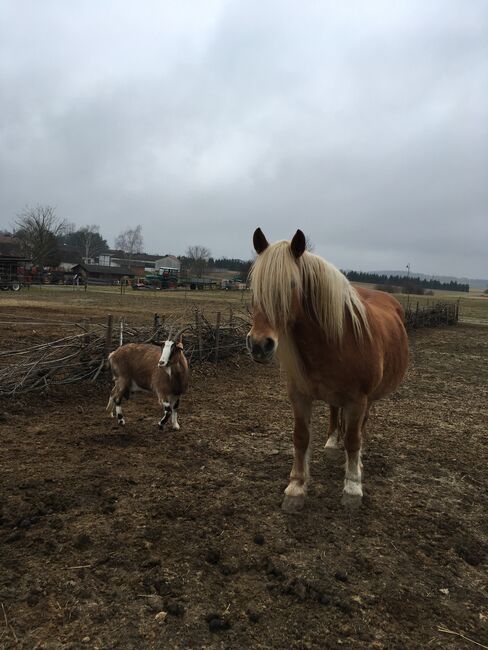 Tinker Haflinger Mix, Claudia , Pferd kaufen, Kirchfidisch , Abbildung 3