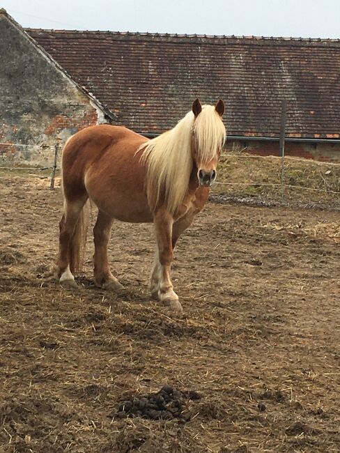 Tinker Haflinger Mix, Claudia , Pferd kaufen, Kirchfidisch , Abbildung 5