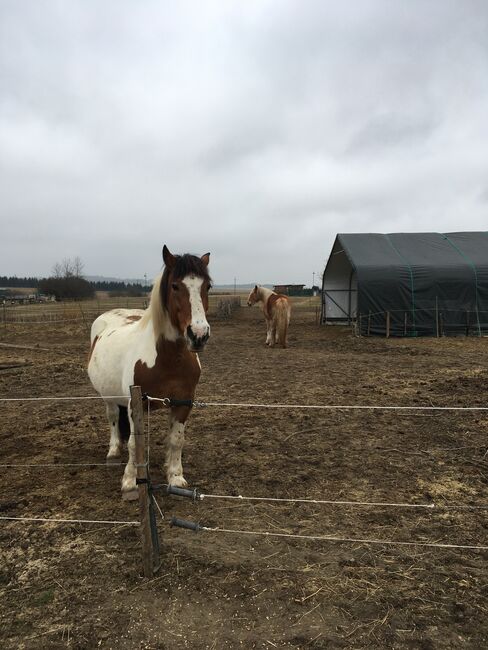 Tinker Haflinger Mix, Claudia , Pferd kaufen, Kirchfidisch , Abbildung 6