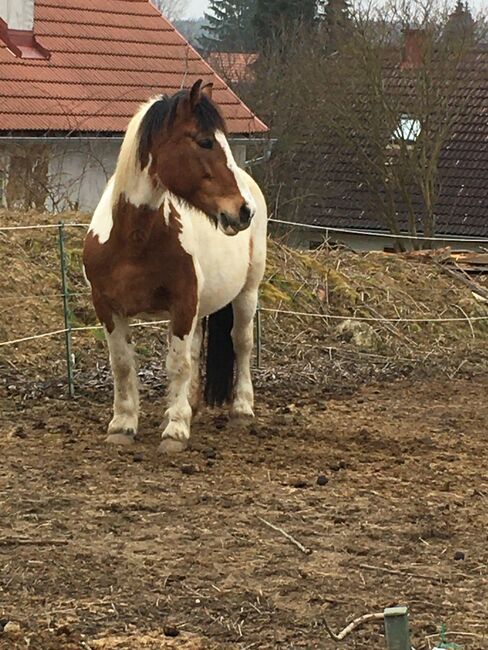 Tinker Haflinger Mix, Claudia , Pferd kaufen, Kirchfidisch , Abbildung 8