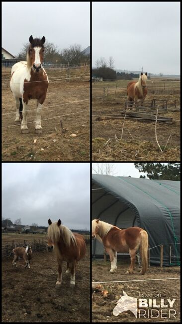 Tinker Haflinger Mix, Claudia , Pferd kaufen, Kirchfidisch , Abbildung 12