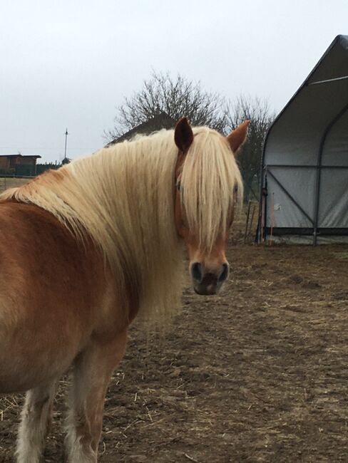 Tinker Haflinger Mix, Claudia , Pferd kaufen, Kirchfidisch , Abbildung 9