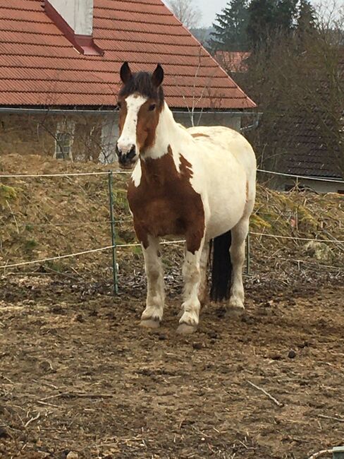 Tinker Haflinger Mix, Claudia , Pferd kaufen, Kirchfidisch , Abbildung 10