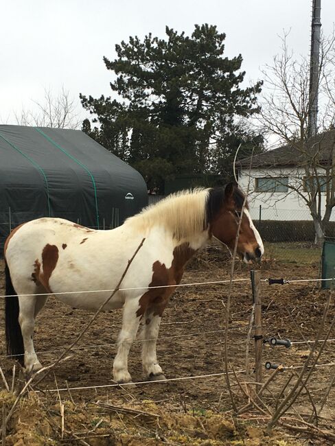 Tinker Haflinger Mix, Claudia , Pferd kaufen, Kirchfidisch , Abbildung 11