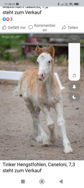 Tinker Hengst Fohlen, Emse, Pferd kaufen, Budjadingen 