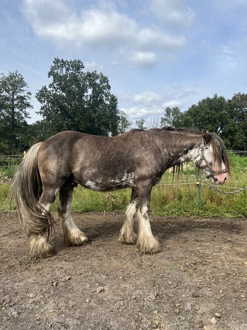 Schicker Tinker Hengst in Sonderfarbe, Amelie, Horses For Sale, Potsdam, Image 2