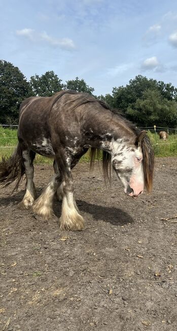 Schicker Tinker Hengst in Sonderfarbe, Amelie, Horses For Sale, Potsdam, Image 5