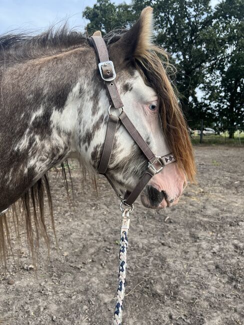 Schicker Tinker Hengst in Sonderfarbe, Amelie, Horses For Sale, Potsdam, Image 4