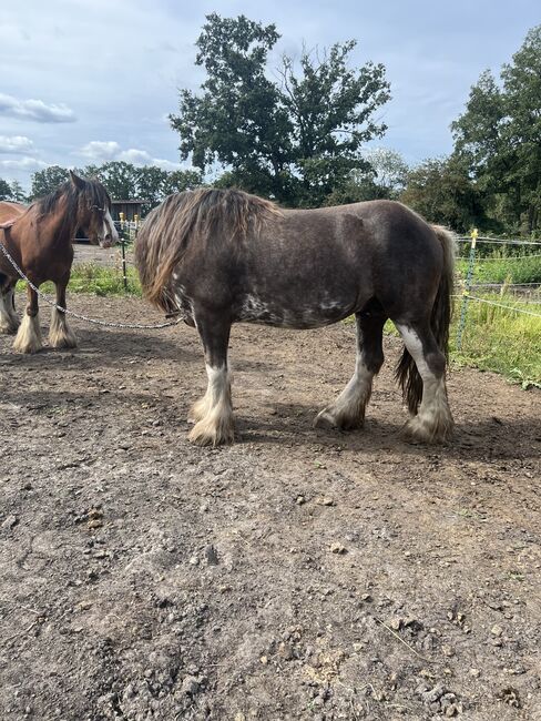 Schicker Tinker Hengst in Sonderfarbe, Amelie, Horses For Sale, Potsdam, Image 3