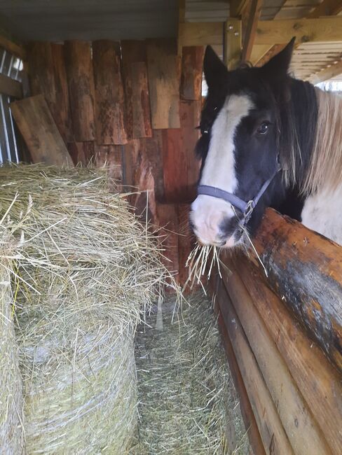 Tinker und Shetty zu verkaufen, Silvana Rachner  (BEMER Partnerin Silvana Rachner ), Konie na sprzedaż, Frose, Image 2