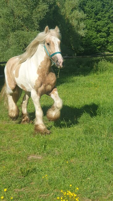 Tinker / Irish Cob / Sonderfarbe / Fohlen, Daniela Hoffmann , Horses For Sale, Rohrberg  , Image 2