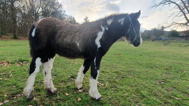 Tinker / Irish Cob / Sonderfarbe / Fohlen, Daniela Hoffmann , Horses For Sale, Rohrberg  , Image 3