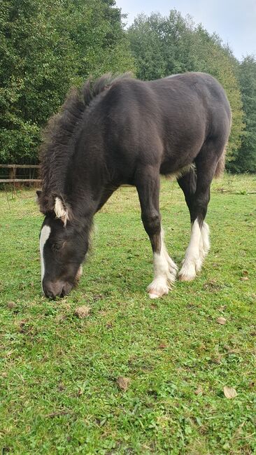 Tinker / Irish Cob / Fohlen / Hengst / wird groß, Daniela Hoffmann , Horses For Sale, Rohrberg  